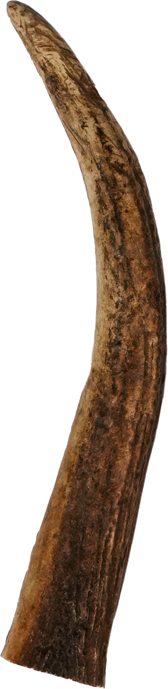 North Winds Premium Vista Point Elk Antler Whole - Large Dog Chew, Case of 25