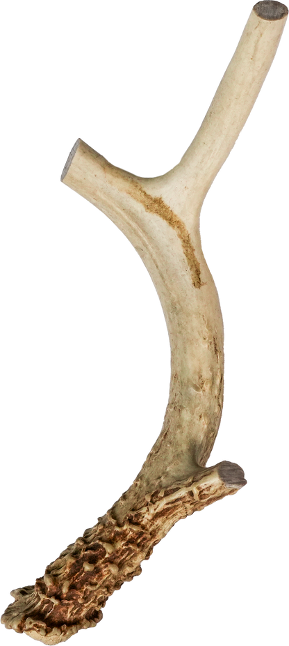 North Winds Premium Vista Point Deer Antler - Extra Large Dog Chew, Case of 15